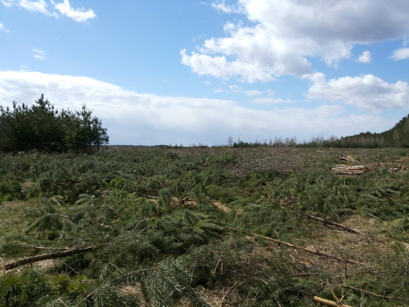 Sounding the Alarm on Forest Loss in Ukraine - BioUkraine
